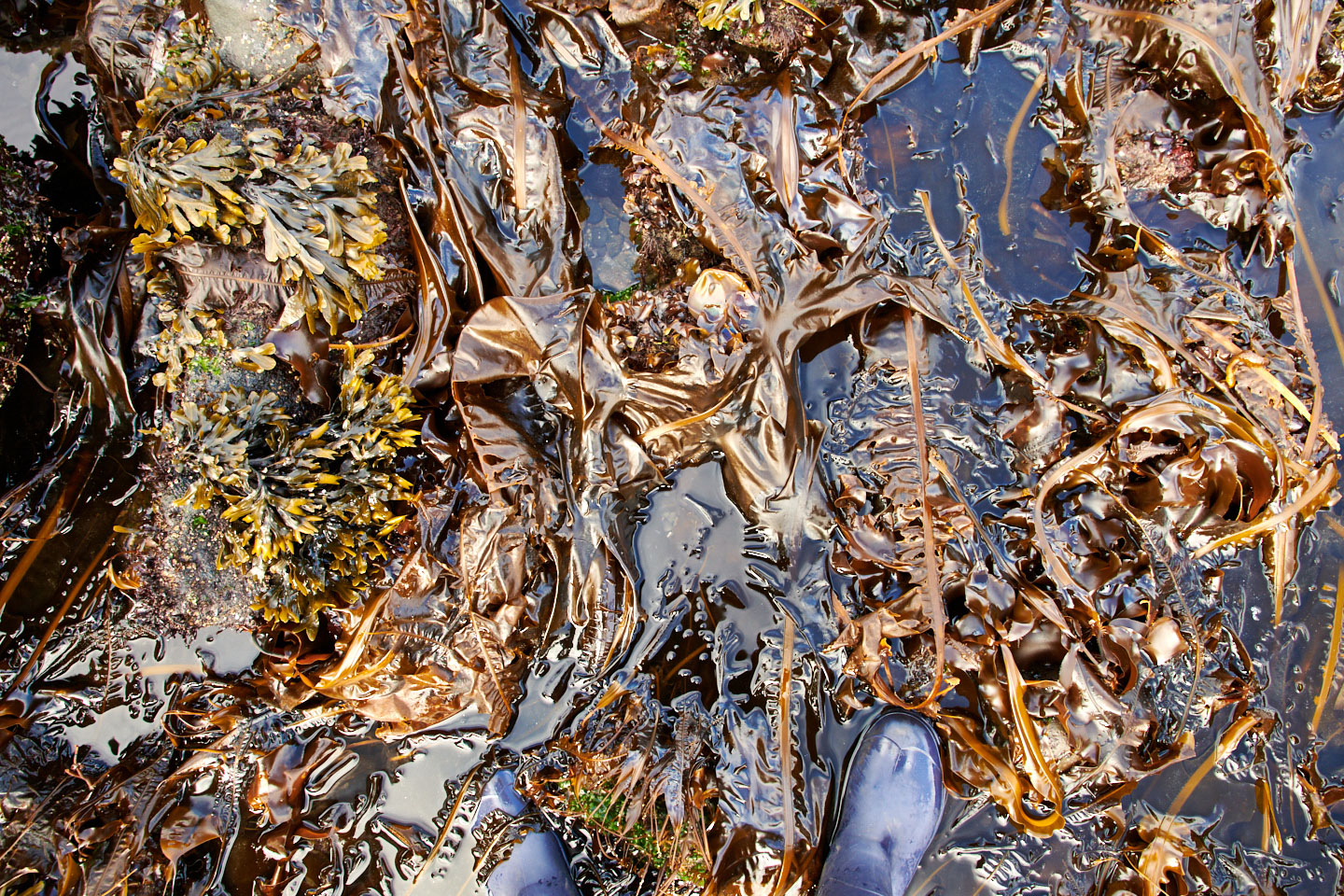 editorial-lifestyle-portrait-photographer-seaweed-boots-portland-oregon