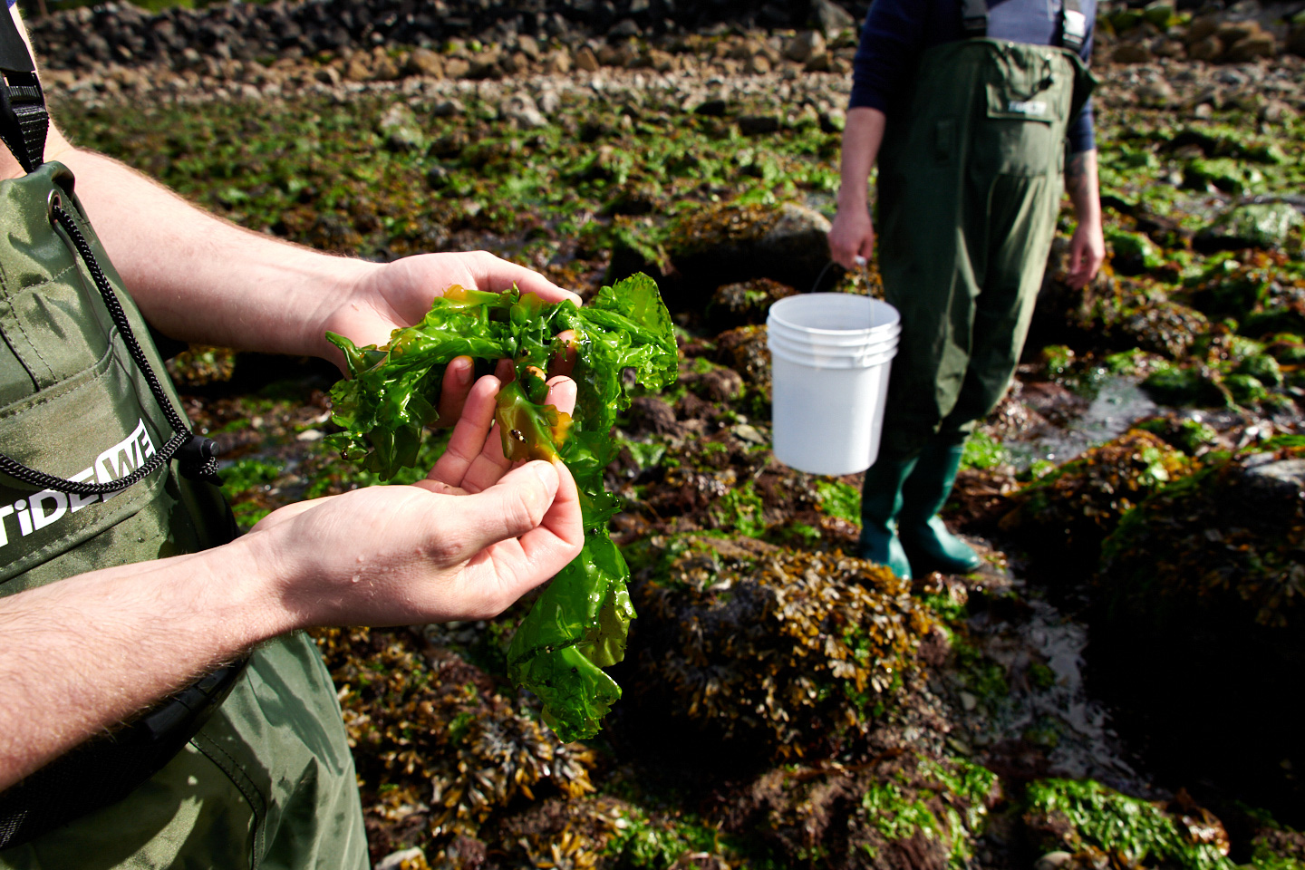 editorial-lifestyle-portrait-photographer-seaweed-hands-harvest-portland-oregon