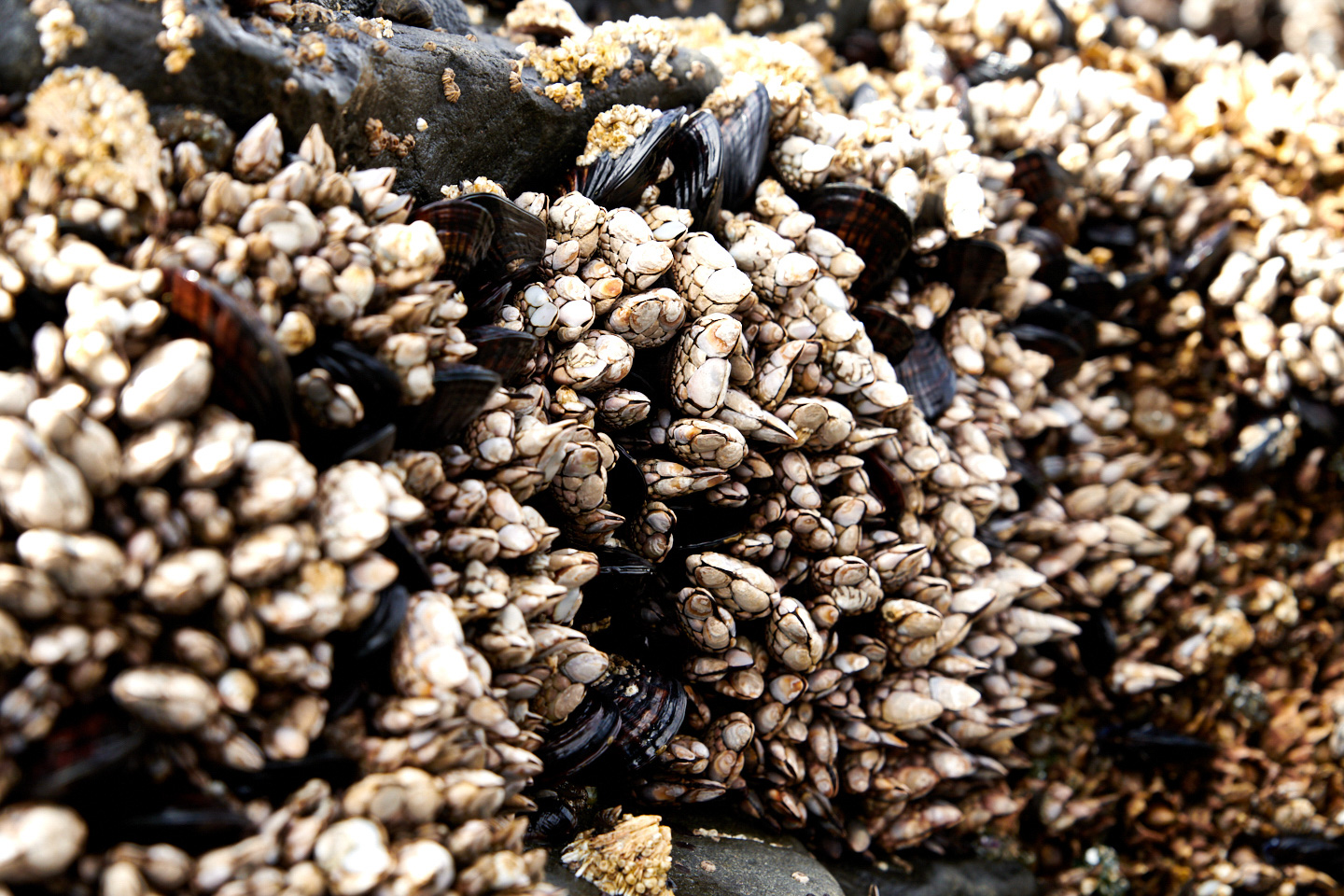editorial-lifestyle-portrait-photographer-mussels-portland-oregon