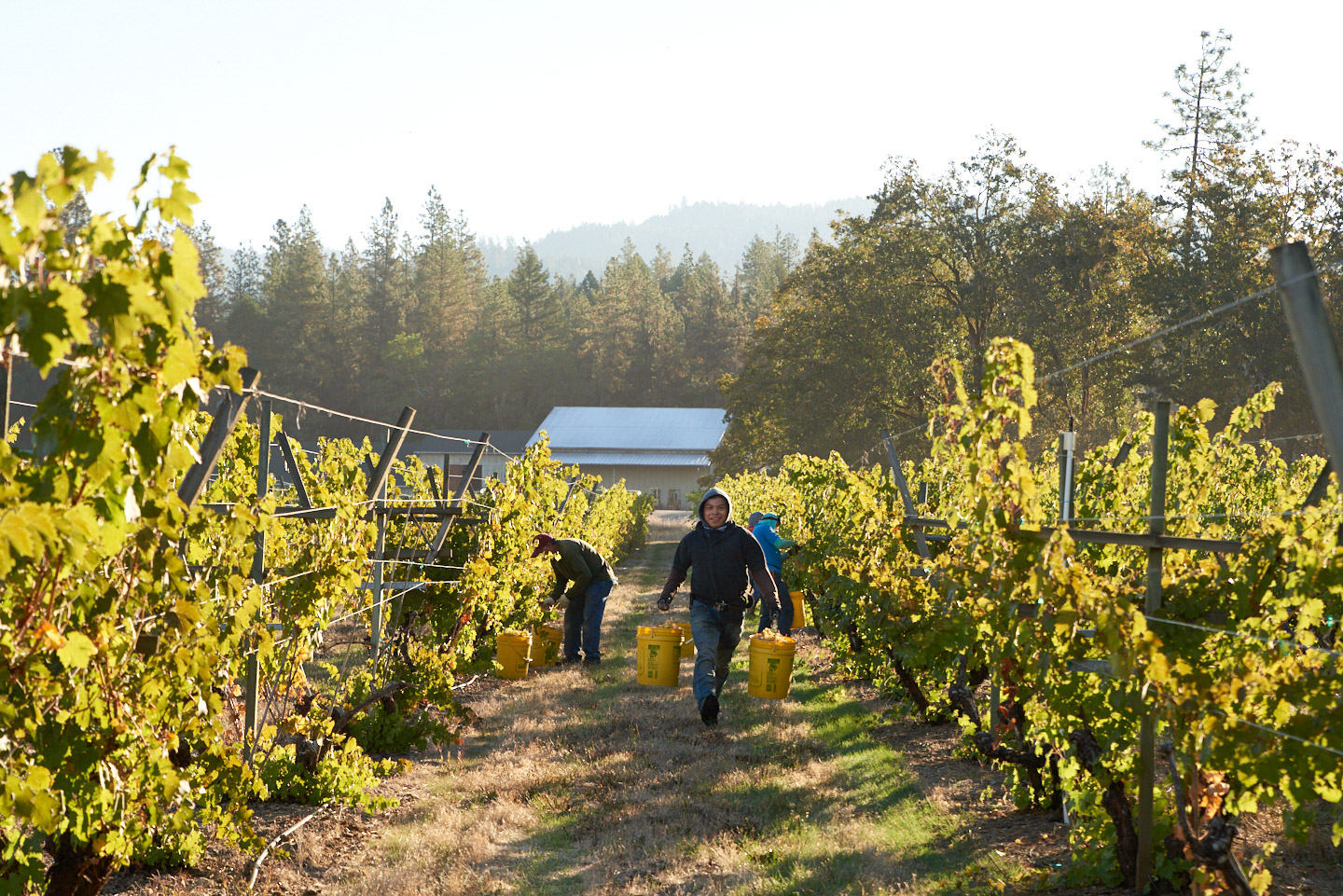 commercial-lifestyle-reportage-photographer-vineyard-workers-portland-oregon