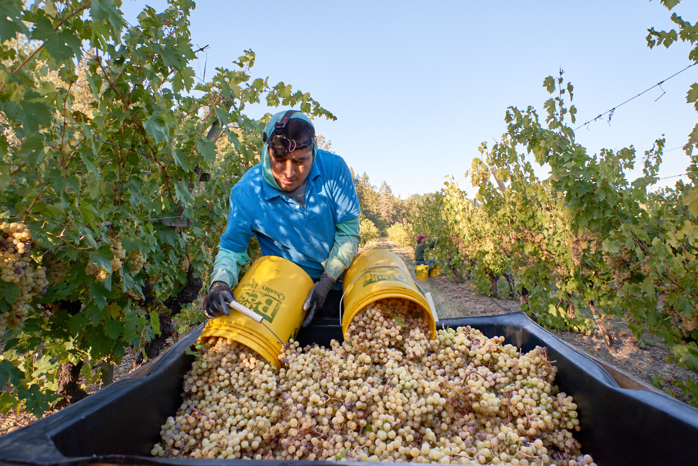 commercial-lifestyle-reportage-photographer-vineyard-grapes-harvest-portland-oregon