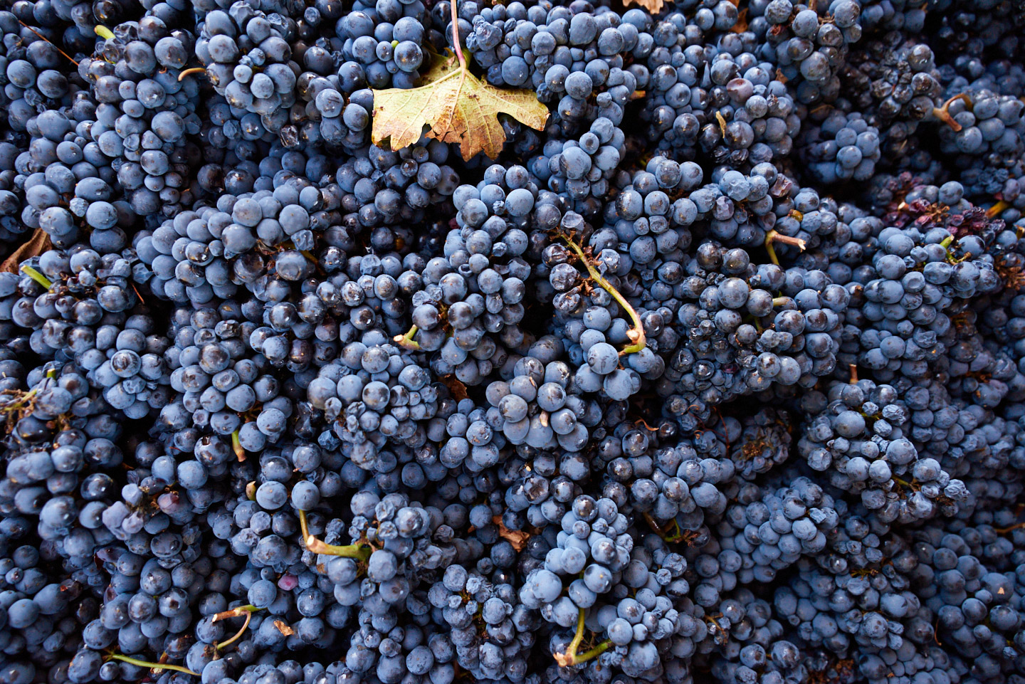 commercial-lifestyle-reportage-photographer-wine-grapes-portland-oregon